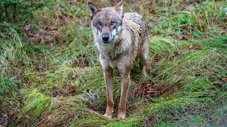 Ein Wolf ist in die Innenstadt von F&uuml;ssen gelaufen. (Archivbild)