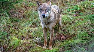 Ein Wolf ist in die Innenstadt von F&uuml;ssen gelaufen. (Archivbild)