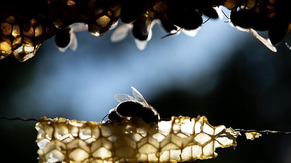 Nach dem Ausbruch der Tierseuche Amerikanische Faulbrut in Neutraubling muss das Veterin&auml;ramt die Bienenbest&auml;nde untersuchen.