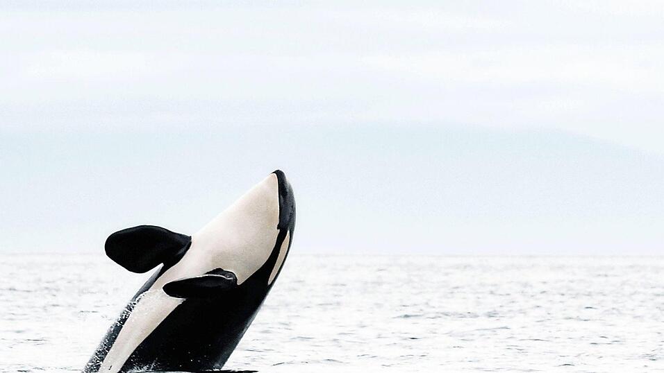 Orcas können ausgewachsen knapp zehn Meter lang werden. Florian Graner taucht mit diesen Riesen.