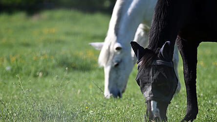 Eines der Pferde erlitt wegen des schimmeligen Mülls eine Kolik. (Symbolbild)
