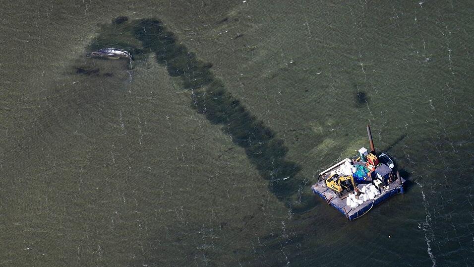 Eine Rinne f&uuml;hrt vom Wal in tieferes Gew&auml;sser.