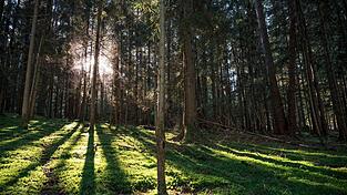 Die Sonne scheint in einen Wald in Oberfranken.