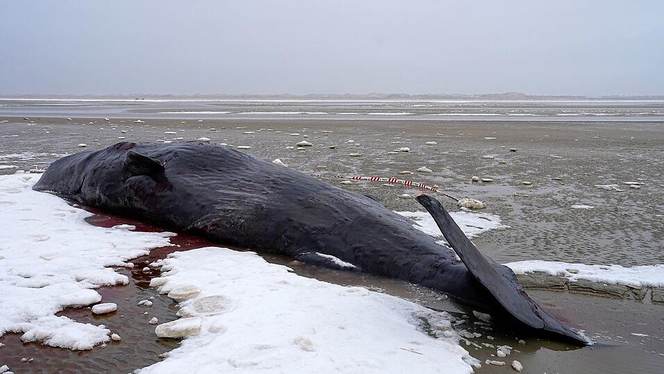 Manchmal verirren sich männliche Wale und geraten in flachere Gewässer. Manchmal verirren sich männliche Wale und geraten in flachere Gewässer.