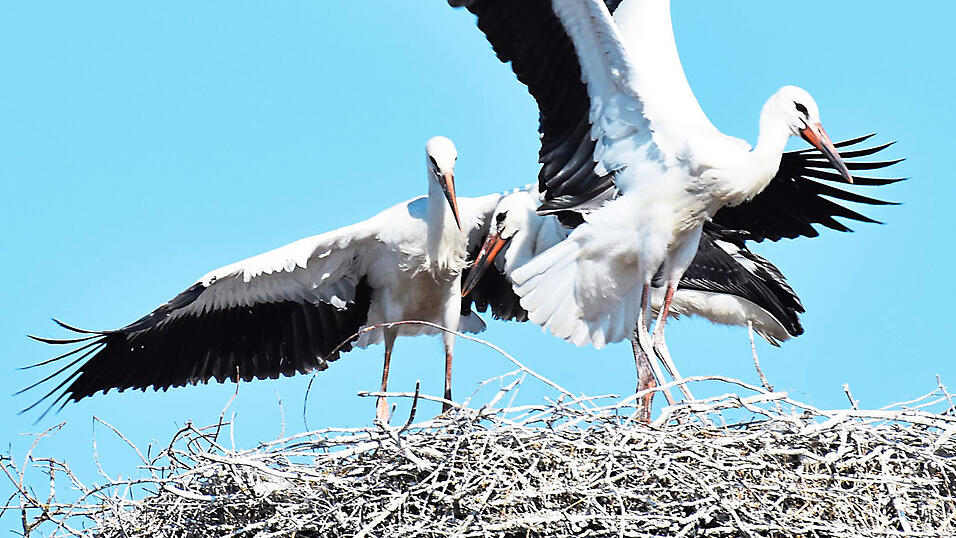 Drei Jungstörche trainieren in Geiselhöring ihre Flügel. Drei Jungstörche trainieren in Geiselhöring ihre Flügel.