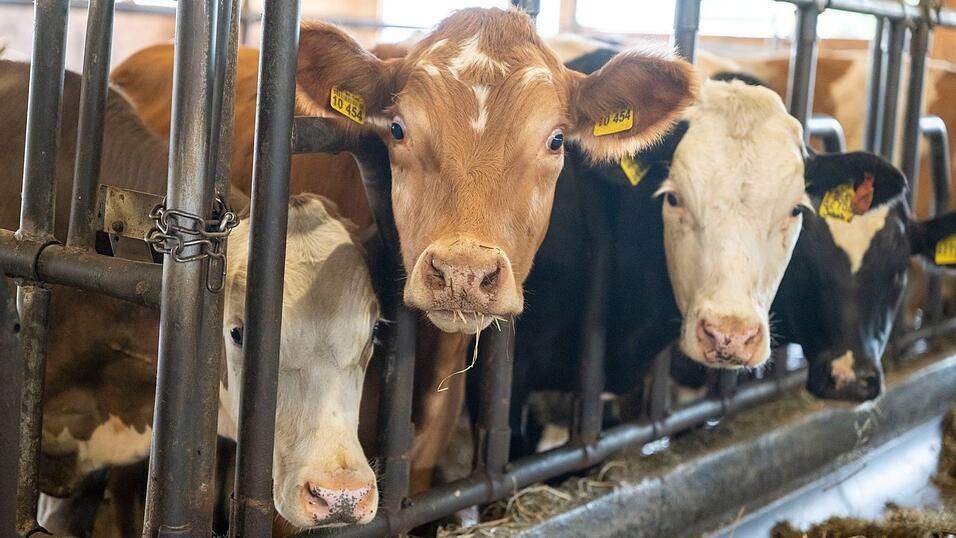 Der Bulle soll mit einem Gewicht von etwa einer Tonne gegen den Landwirt gedrückt haben. (Symbolbild) Der Bulle soll mit einem Gewicht von etwa einer Tonne gegen den Landwirt gedrückt haben. (Symbolbild)