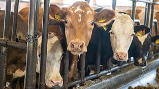 Der Bulle soll mit einem Gewicht von etwa einer Tonne gegen den Landwirt gedr&uuml;ckt haben. (Symbolbild)