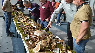 Unzählige verschiedene Pilze konnten bei der Ausstellung der Pilzfreunde Landshut begutachtet werden. Unzählige verschiedene Pilze konnten bei der Ausstellung der Pilzfreunde Landshut begutachtet werden.