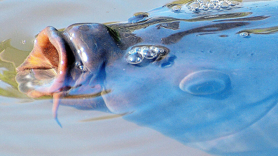 Der Karpfen verträgt auch höhere Temperaturen - aber für andere Fische ist die Lage schwierig. (Symbolbild)