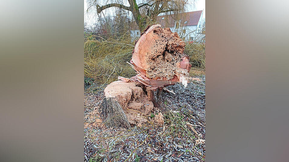 Der Stamm war stark besch&auml;digt und ausgeh&ouml;hlt.