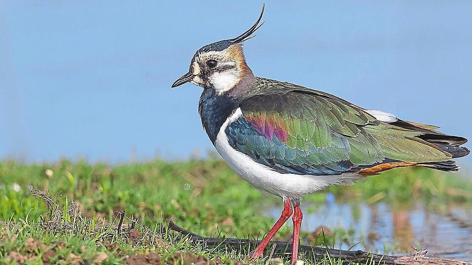 Der Kiebitz f&uuml;hlt sich in feuchten, baumfreien Landschaften wie dem Mettenbacher Moos heimisch.