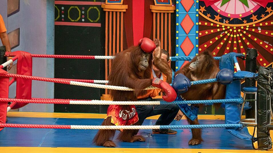Es gibt Shows mit «boxenden» Orang-Utans.