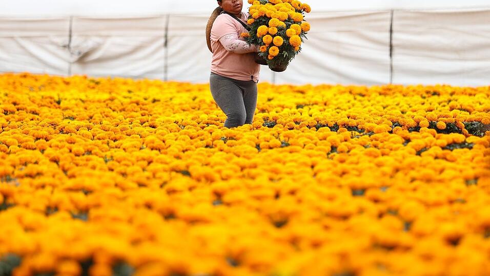 Die Studentenblumen werden auch verwendet, um Gräber und Altäre in den Häusern zu dekorieren. Die Studentenblumen werden auch verwendet, um Gräber und Altäre in den Häusern zu dekorieren.
