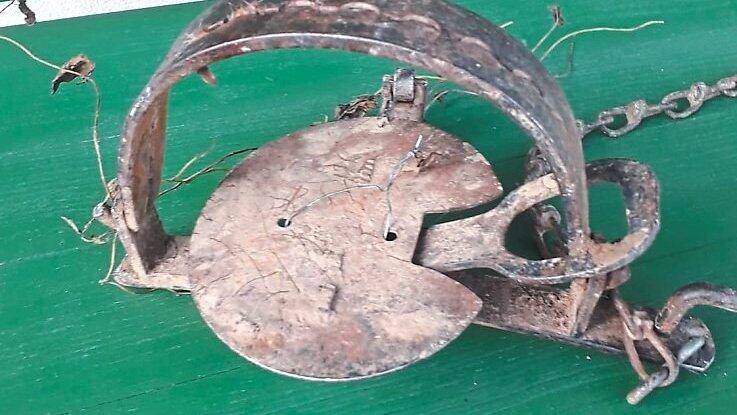 In diese Tellerfalle ist sie am Montagabend geraten. In diese Tellerfalle ist sie am Montagabend geraten.