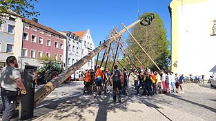 Unter Anleitung von Josef &bdquo;Sepp&ldquo; Saller bringen die Freiwilligen den 28 Meter hohen Fichtenstamm in die Senkrechte.