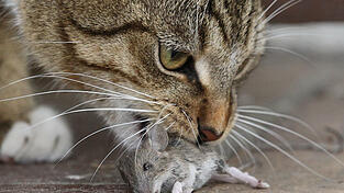 Sogenannte Rodentizide, also Gifte gegen Mäuse und Ratten, führen erst nach einigen Tagen zum Tod. Wird eine Maus in der Zwischenzeit zur Beute, wird auch der Beutegreifer vergiftet. (Symbolbild)