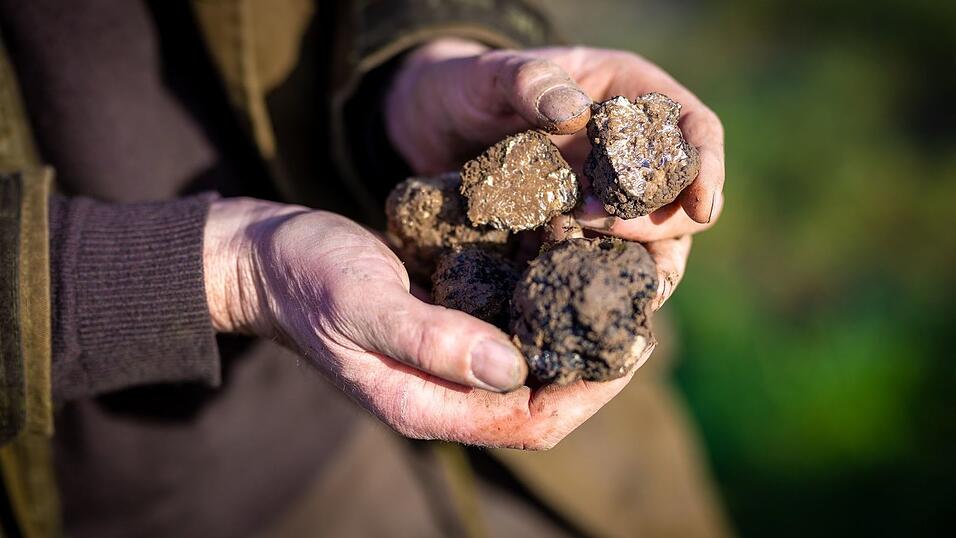 Ein Trüffelbauer in Niedersachsen hält auf seiner Plantage geerntete Pilze in der Hand. (Archivbild)