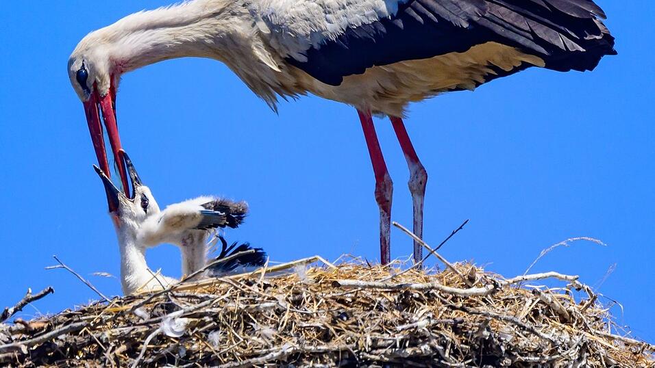 Ein Weißstorch gibt einem Jungvogel Wasser. (Archivbild) Ein Weißstorch gibt einem Jungvogel Wasser. (Archivbild)