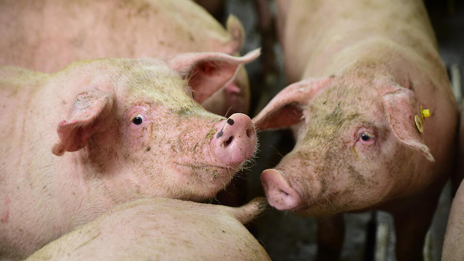 Laut Erwin Hochecker, Vorstandsvorsitzender der Erzeugergemeinschaft Südbayern, werden in Niederbayern die meisten Schweine in Bayern gehalten.