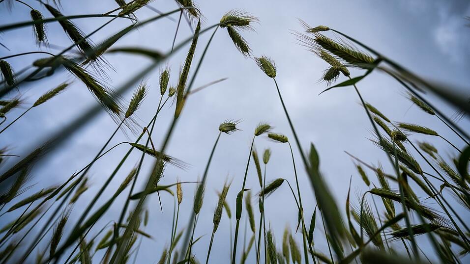 Nur 20 Prozent des Getreides werden für menschliche Ernährung verwendet. Der Rest geht in den Futtertrog und in den Tank, sagt die Köchin und Politikerin Sarah Wiener. Das sei ein Fehler.