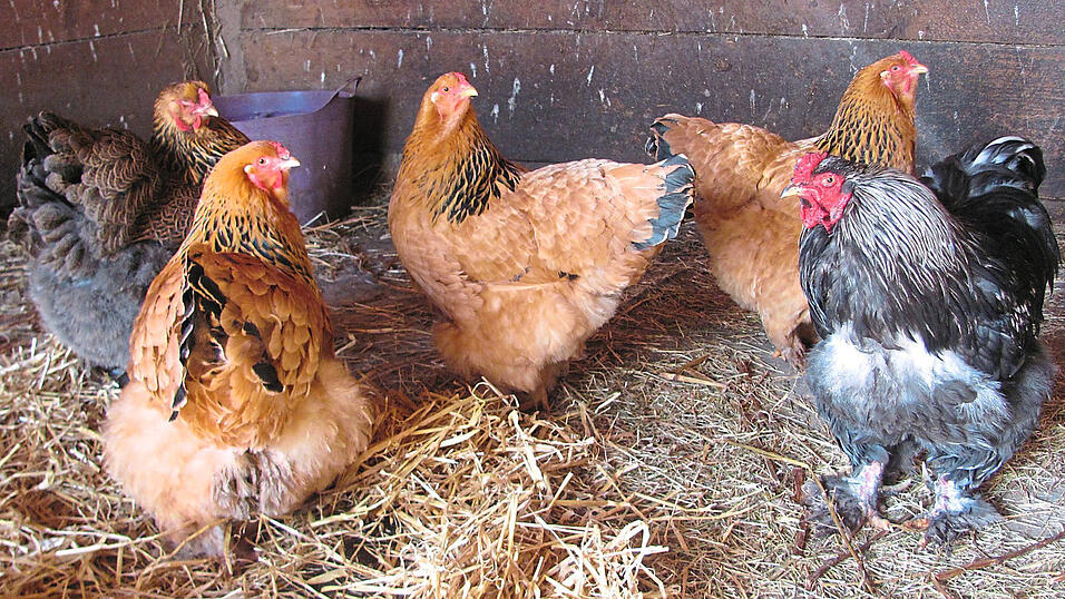 Gockel Gottlieb tr&auml;gt's mit Fassung, dass er mit seinem Anhang nur in einer Pferdebox herumstolzieren kann.