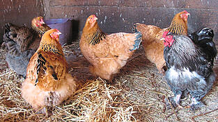 Gockel Gottlieb trägt's mit Fassung, dass er mit seinem Anhang nur in einer Pferdebox herumstolzieren kann. Gockel Gottlieb trägt's mit Fassung, dass er mit seinem Anhang nur in einer Pferdebox herumstolzieren kann.