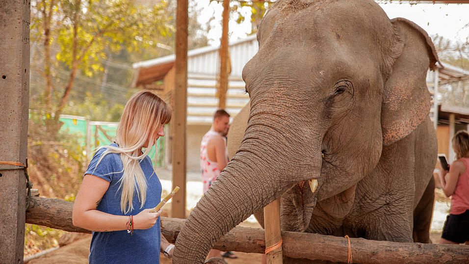 Ein Highlight meiner Zeit in Chiang Mai. Eine Tour zu Elefanten.