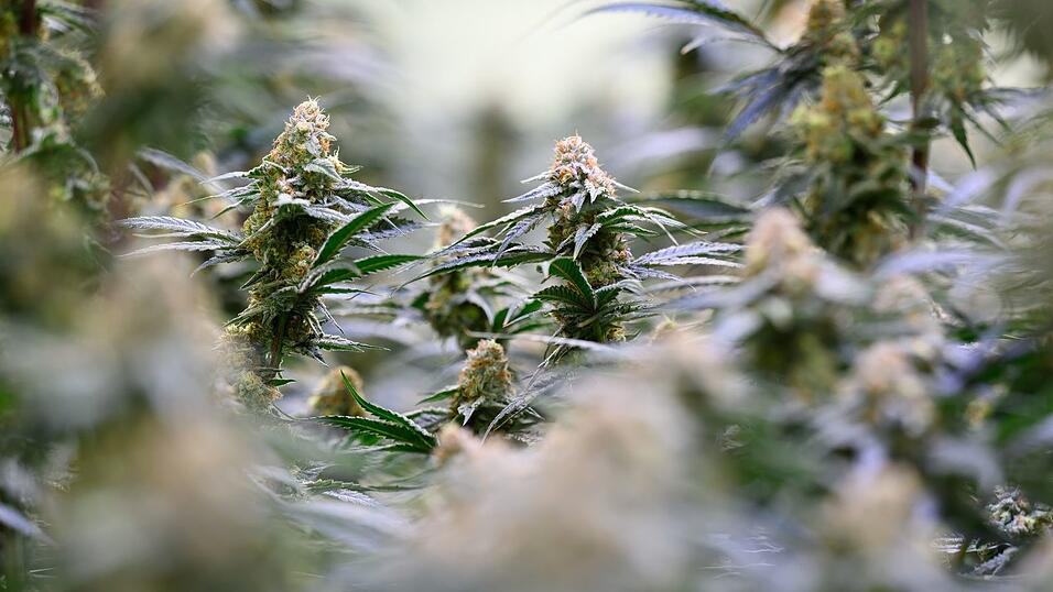 15 Cannabispflanzen fanden Beamte bei einem jungen Mann in der Wohnung. (Symbolbild) 15 Cannabispflanzen fanden Beamte bei einem jungen Mann in der Wohnung. (Symbolbild)