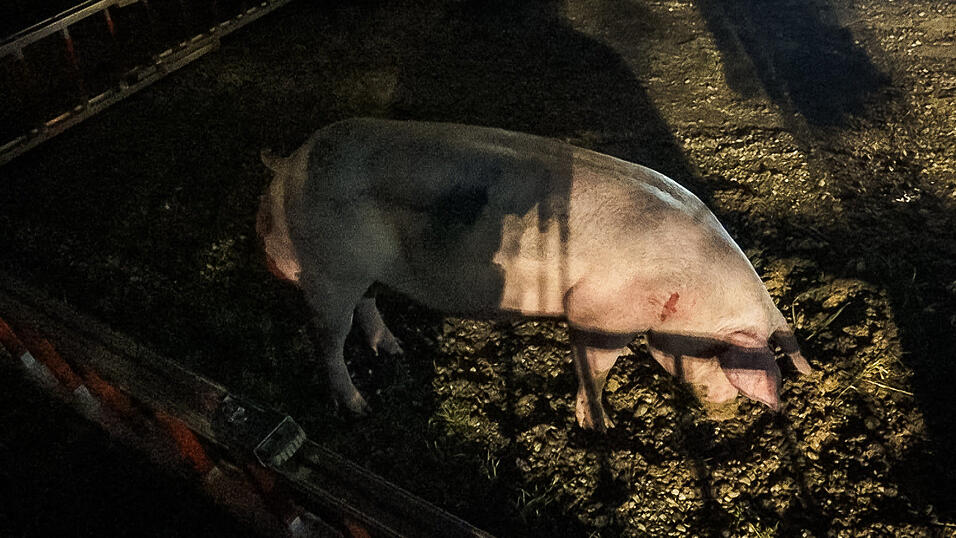 Kniffliger Einsatz f&uuml;r die Feuerwehren aus Rohr/Ndb. und Obereulenbach am sp&auml;ten Donnerstagabend. Ein Schweinetransporter hatte auf dem Weg zum Schlachthof Feuer gefangen. Neun der Tiere kamen durch den Stress und den giftigen Rauch ums Leben.