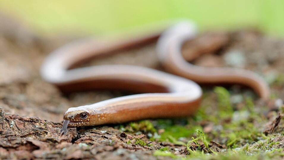 Zwar schlangenhaft, aber eben faktisch keine Schlange: die Blindschleiche.