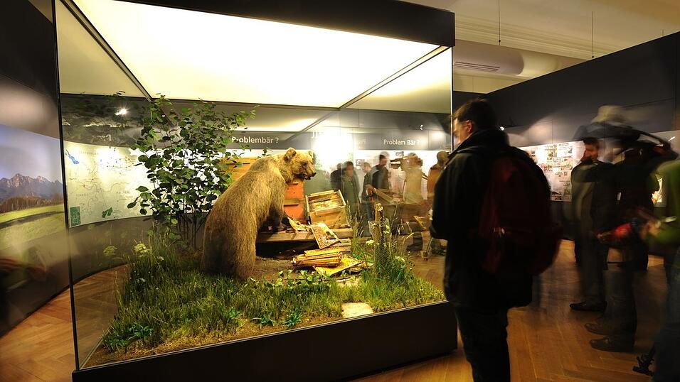 In der Vitrine kann der Braunb&auml;r besichtigt werden. (Archivbild)