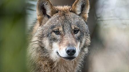 Der Fund eines toten Jungwolfes am Osser im Oktober 2025 wird m&ouml;glicherweise das Amtsgericht in Cham besch&auml;ftigen.