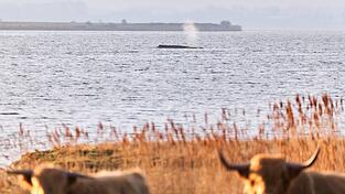 Die Umgebung des Wals wurde am Donnerstag f&uuml;r eine m&ouml;gliche Bergung vermessen.