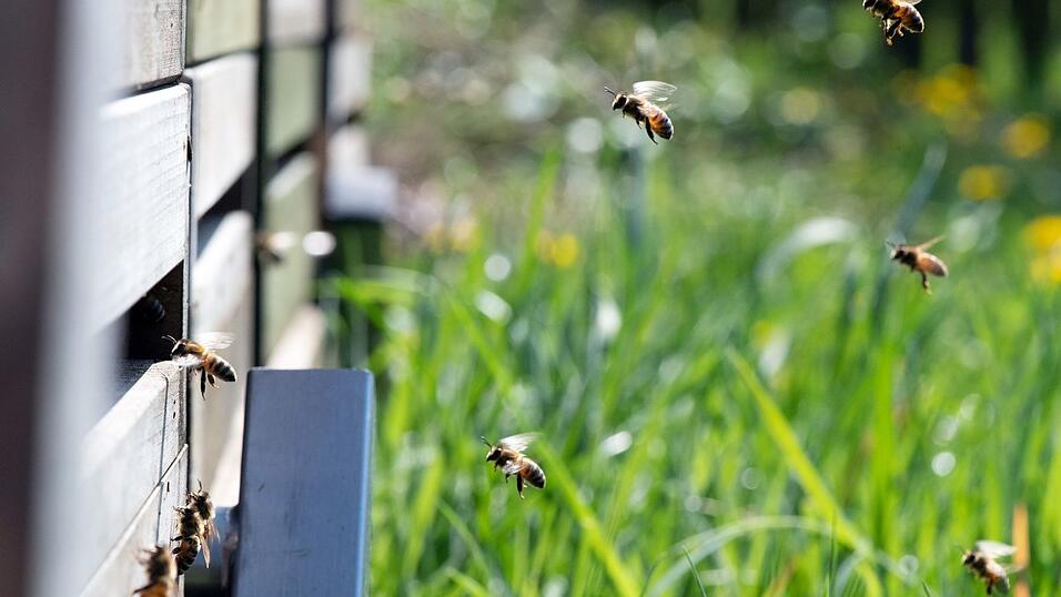 Bienen können aggressiv werden, wenn sie sich gestört fühlen.