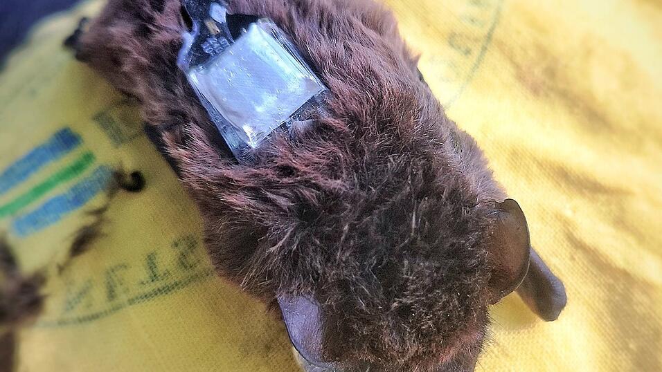 Der Kleinabendsegler ist eine stark gef&auml;hrdete Fledermausart. (Archivbild)