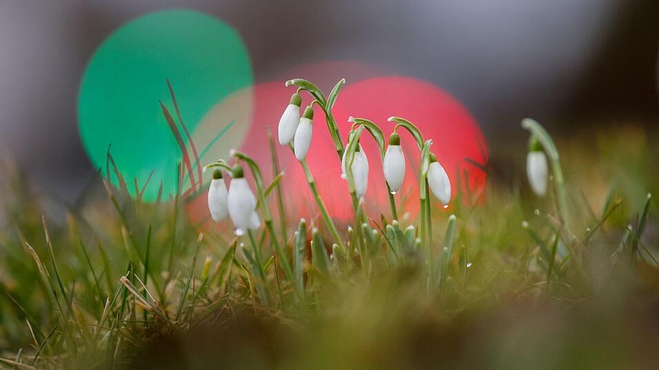 Die ersten Schneegl&ouml;ckchen wagen sich aus der Erde. (Archivbild)