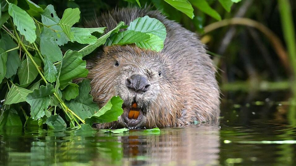 Biber Barbara soll in Frankreich ausgewildert werden, wenn sie wieder gesund ist. (Symbolbild)