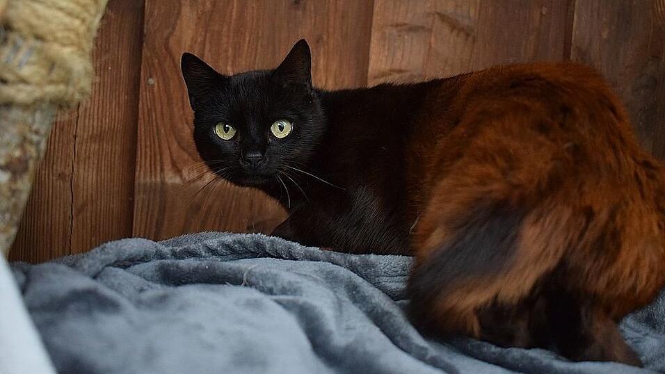 Skyla