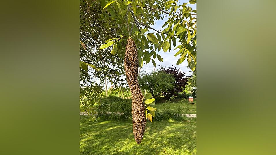 Diesen Bienenschwarm fand Leserin Maria Berger vor.