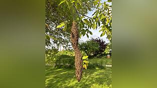 Diesen Bienenschwarm fand Leserin Maria Berger vor.