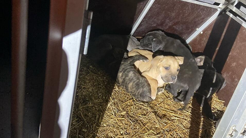 In zwei Boxen wurden die Hunde aus Ungarn über Österreich nach Bayern transportiert. In zwei Boxen wurden die Hunde aus Ungarn über Österreich nach Bayern transportiert.