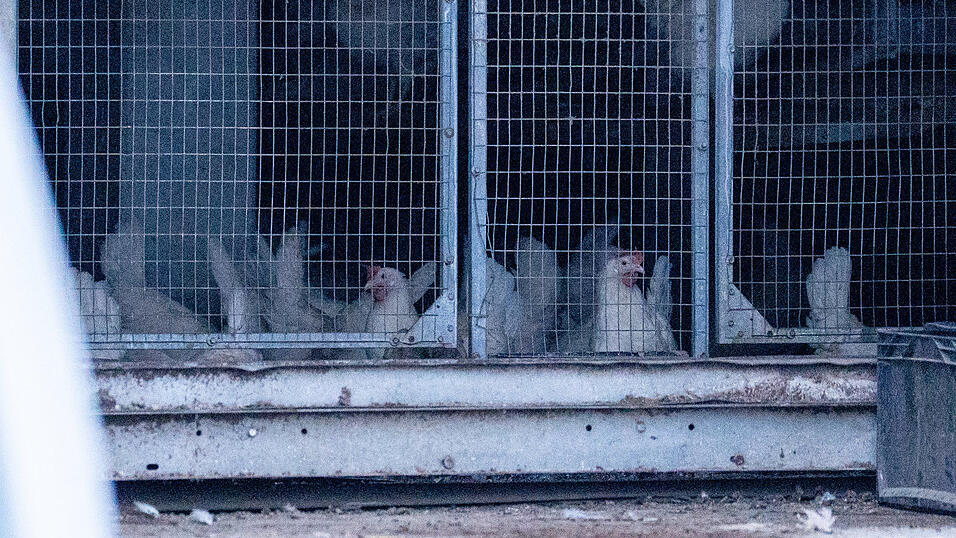 In dem Betrieb sind laut Polizei nahezu 120.000 Hühner untergebracht.