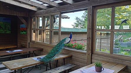 Nach Feierabend h&auml;lt sich der Pfau gerne auf der verwaisten Terrasse der K&ouml;tztinger H&uuml;tte auf. Sein bevorzugter Platz ist Tisch 92 - mit Blick zum Kletterfelsen.