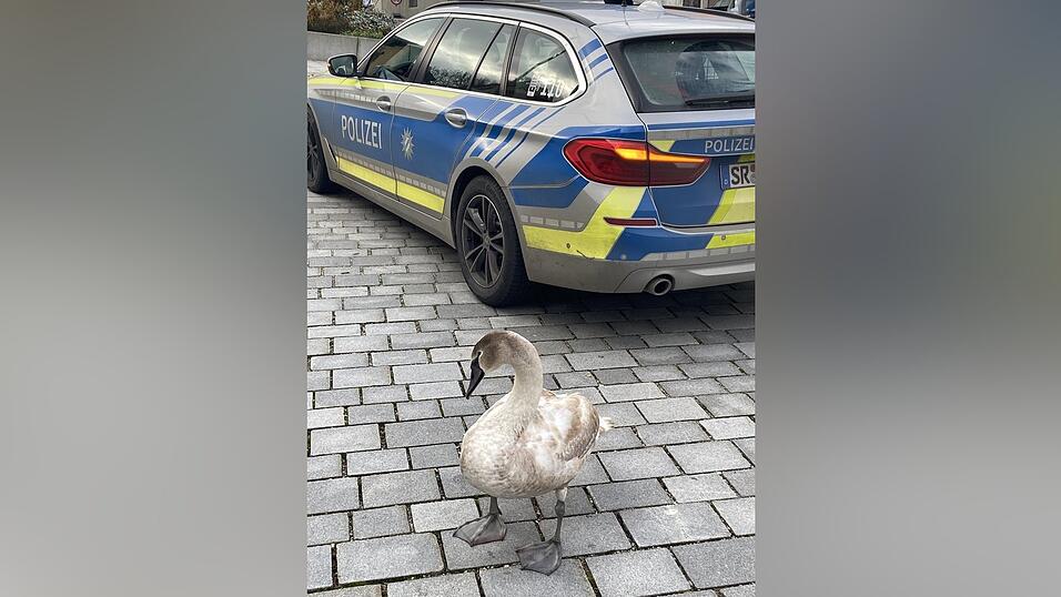 Der wohl im Fluge noch nicht so geübte Jung-Schwan dürfte eine Notlandung auf der Brücke hingelegt haben.