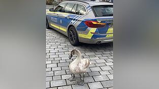 Der wohl im Fluge noch nicht so geübte Jung-Schwan dürfte eine Notlandung auf der Brücke hingelegt haben. Der wohl im Fluge noch nicht so geübte Jung-Schwan dürfte eine Notlandung auf der Brücke hingelegt haben.