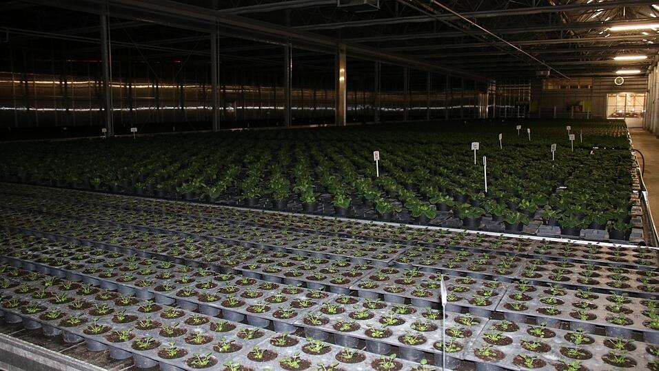 Die großen Gewächshäuser bieten vielfältige Aufzuchtmöglichkeiten von Blumen und Pflanzen. Die großen Gewächshäuser bieten vielfältige Aufzuchtmöglichkeiten von Blumen und Pflanzen.