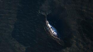 Der Wal liegt weiter fest, aber er lebt noch.