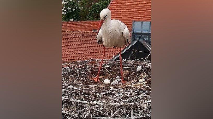 Die Webcam von Sport Erdl l&auml;sst am Aufwachsen des Storchennachwuchses teilhaben.