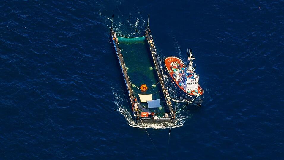 Das Transportschiff mit dem Wal ist seit mehreren Tagen unterwegs. Das Transportschiff mit dem Wal ist seit mehreren Tagen unterwegs.