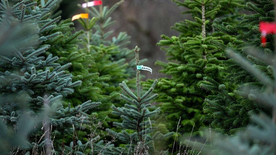 In Bayern wachsen die meisten Christbäume in eigens angelegten Kulturen. (Symbolbild) In Bayern wachsen die meisten Christbäume in eigens angelegten Kulturen. (Symbolbild)